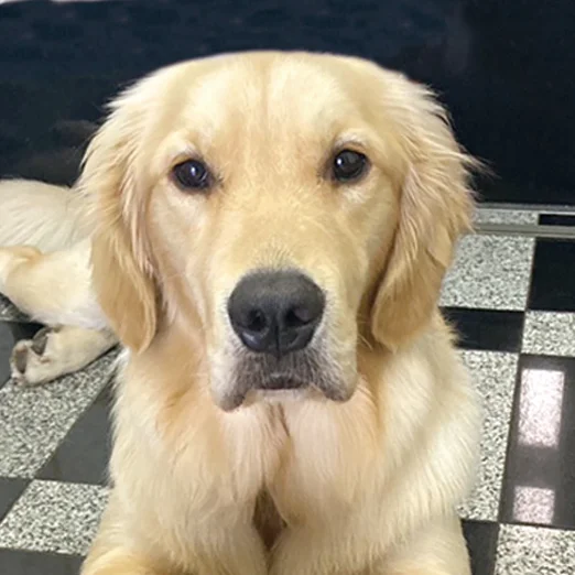 ペット共葬用有り